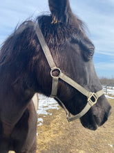Craving Connections - The Wisdom of Horses