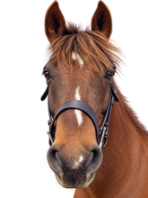 Craving Connections - The Wisdom of Horses