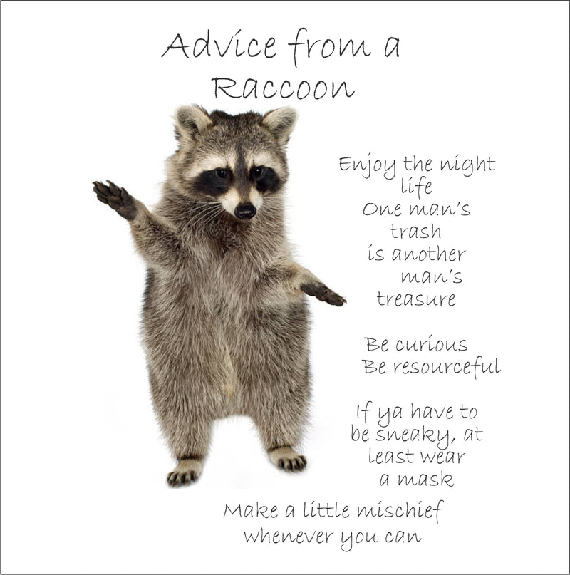 raccoonページ Advice from a Raccoon Greeting Card – curious?